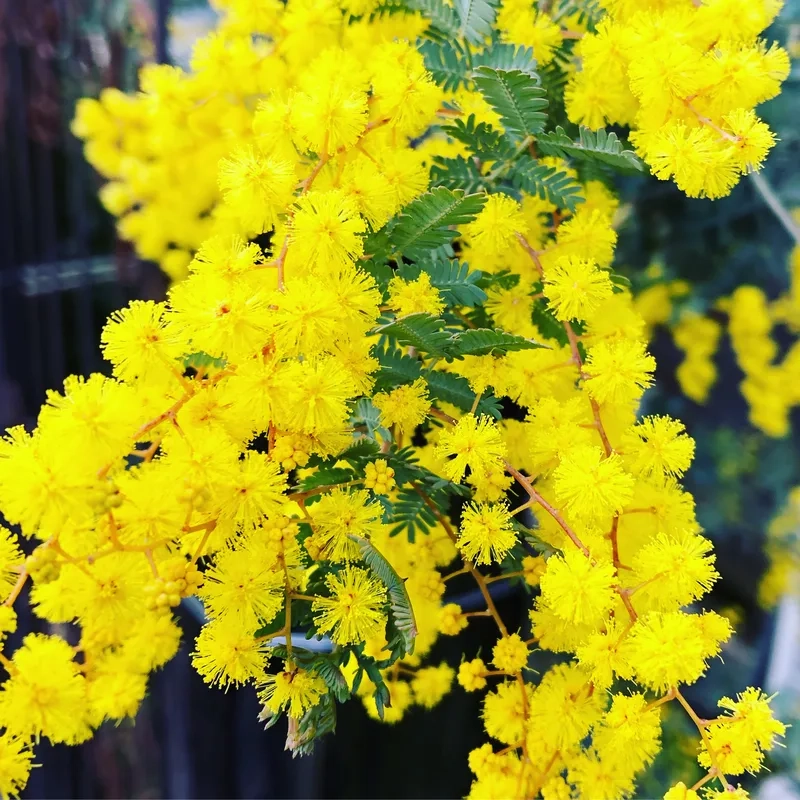 Thêm sắc vàng rực rỡ với hoa mimosa đẹp