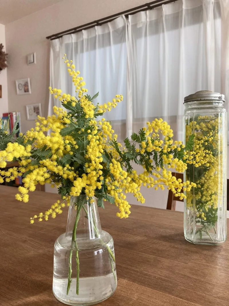 Khám phá ý nghĩa sâu sắc hoa mimosa ý nghĩa