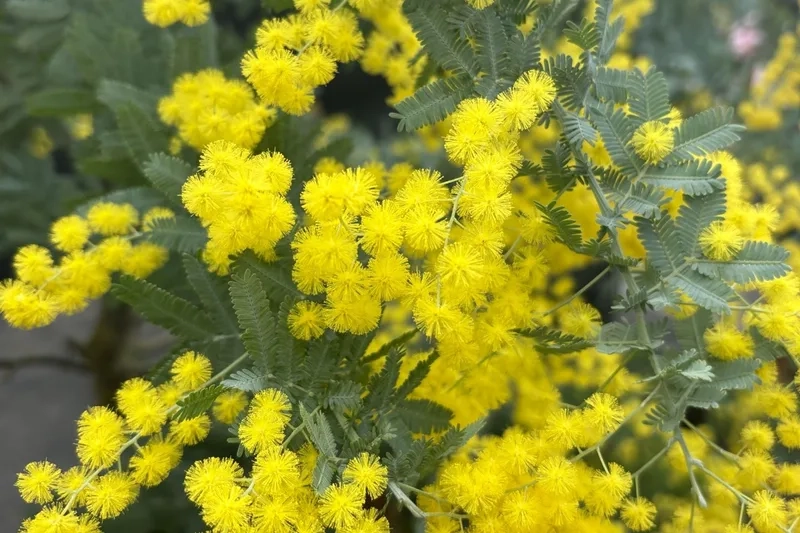 Tinh tế từng cánh hoa với hoa mimosa tinh tế