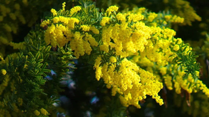 Lan tỏa hương thơm tự nhiên của hoa mimosa thơm