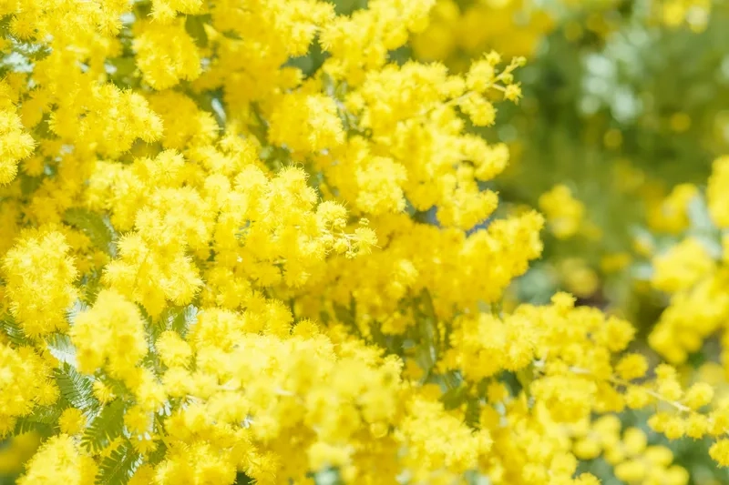 Sang trọng tuyệt đối với hoa mimosa sang trọng