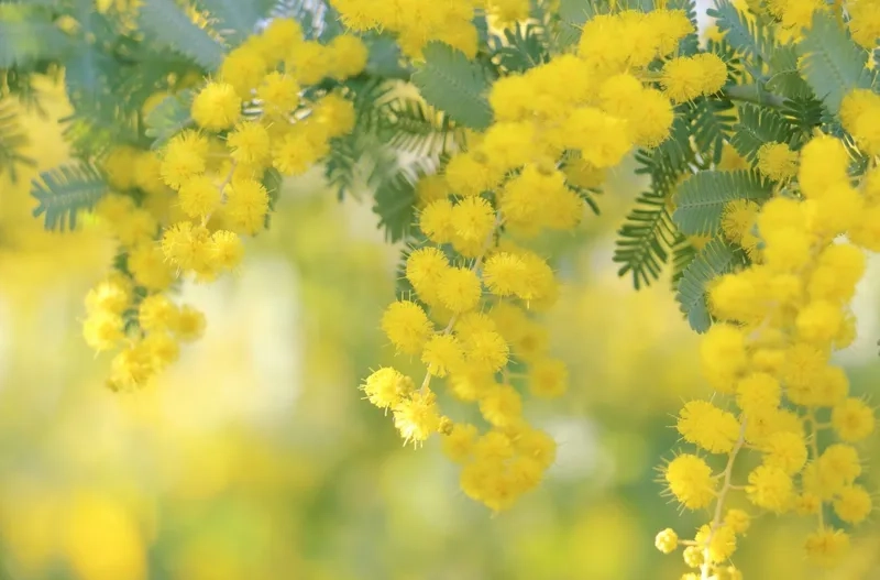 Tìm hiểu nguồn gốc với sự tích hoa mimosa