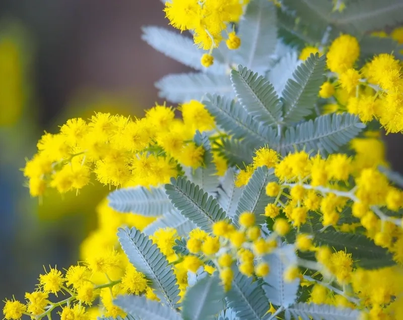 Nghệ thuật tinh tế trong hoa mimosa nghệ thuật