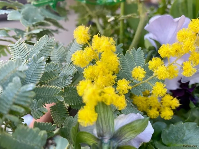 Vẻ đẹp tự nhiên của hoa mimosa tự nhiên làm say lòng