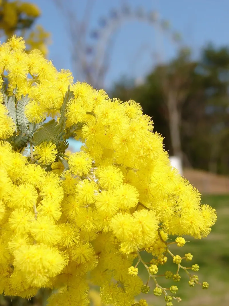 Thanh lịch và sang trọng với hoa mimosa thanh lịch