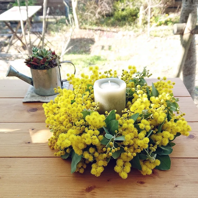 Đón hoa mimosa mùa xuân tươi mới tràn đầy năng lượng