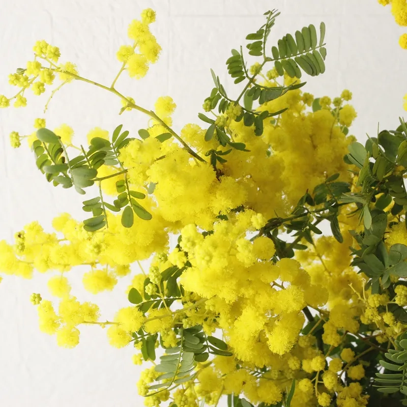 Rực rỡ sắc màu với hoa mimosa rực rỡ