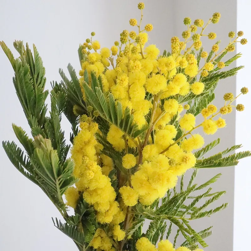 Chọn lựa hoàn hảo từ mẫu hoa mimosa độc đáo