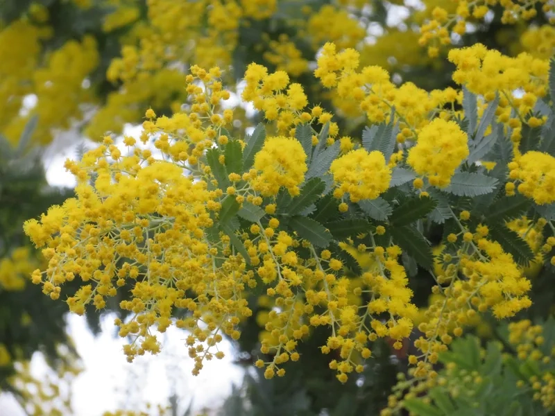 Hoa mimosa có ý nghĩa gì khiến trái tim rung động