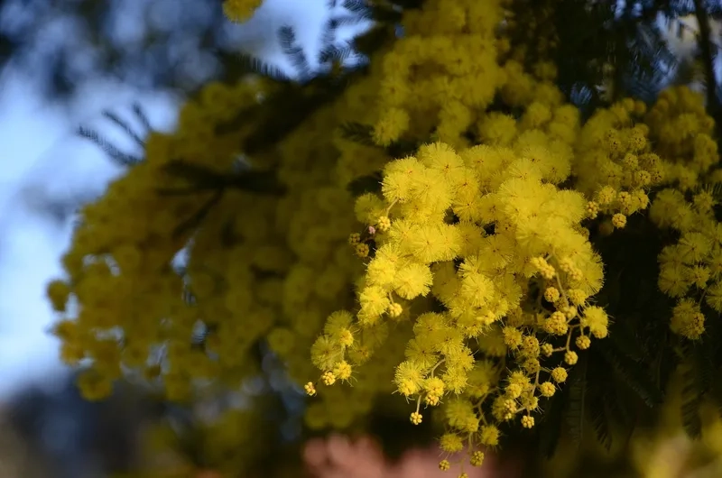 Dễ thương tuyệt vời cùng hoa mimosa dễ thương