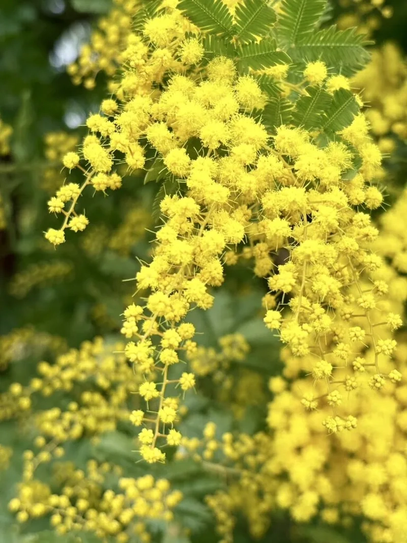 Tặng nàng yêu bằng hoa mimosa tặng bạn gái bất ngờ
