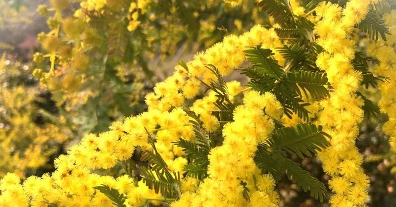 Vẻ đẹp tinh tế của hoa mimosa đẹp nhất luôn nổi bật