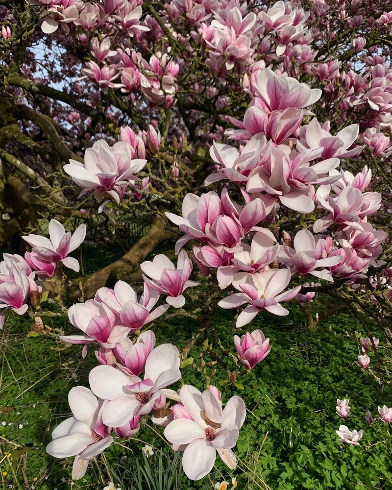 Ý nghĩa của hoa mộc lan  