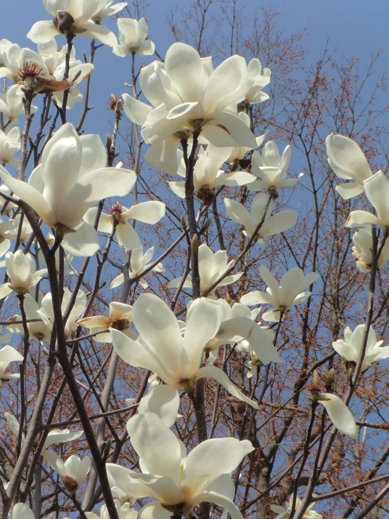 Sắc hoa dịu dàng trong ảnh hoa mộc lan