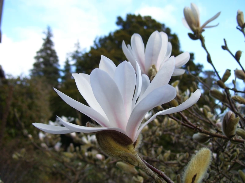 Chiêm ngưỡng nét thanh tao của hình ảnh hoa mộc lan