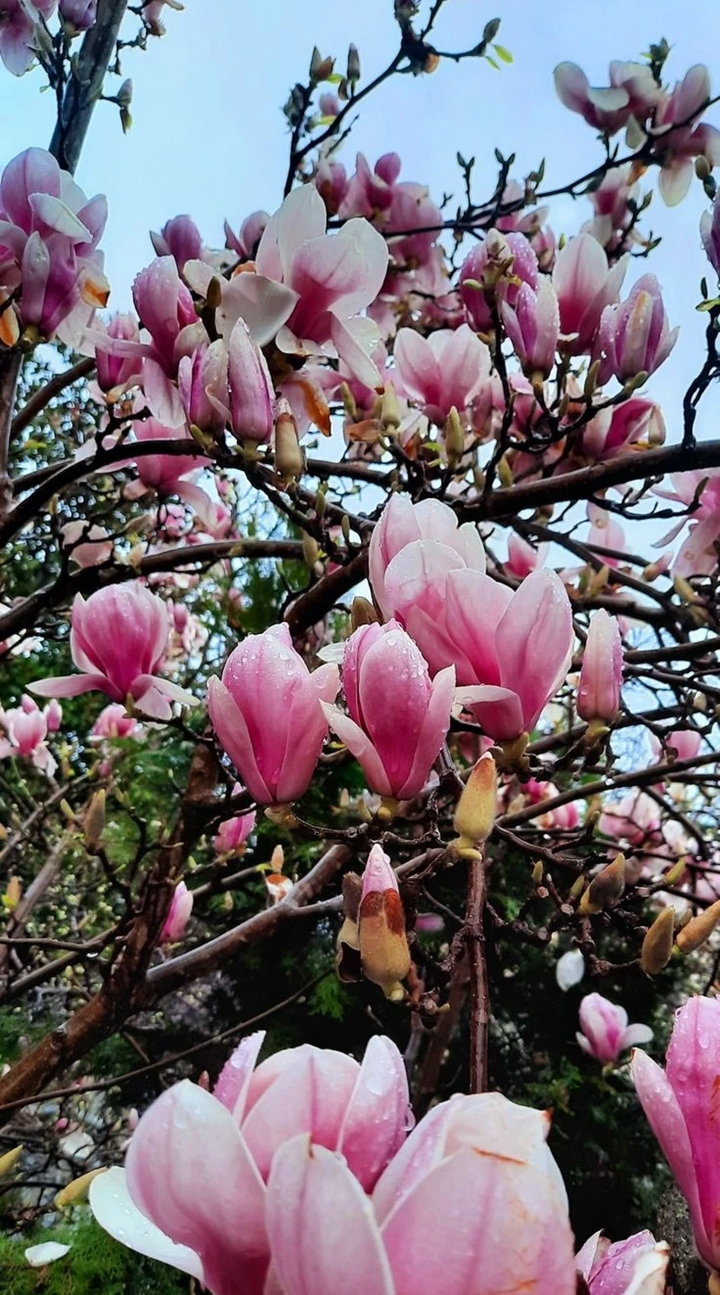 Sắc hoa lung linh với hoa mộc lan full hd