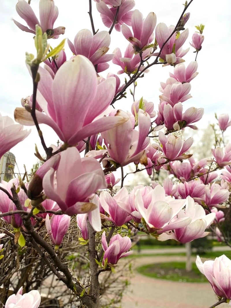 Tìm hiểu vẻ đẹp sâu sắc của hoa mộc lan ý nghĩa