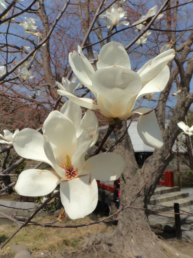 Làm mới không gian với hoa mộc lan hình nền