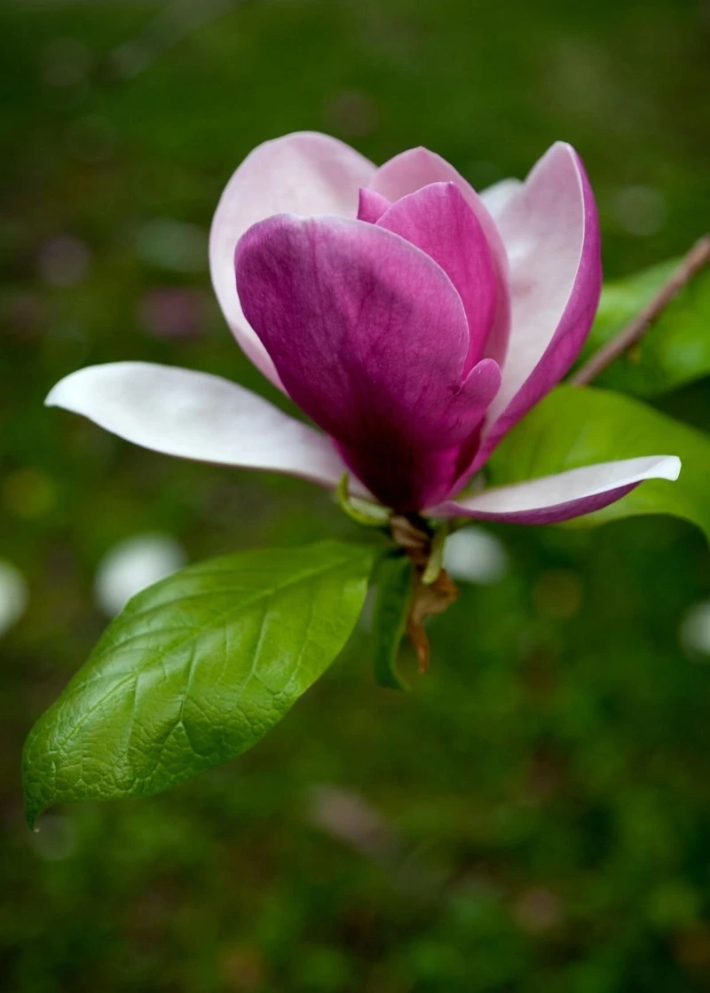 Màu xanh tươi mát từ hoa mộc lan lá