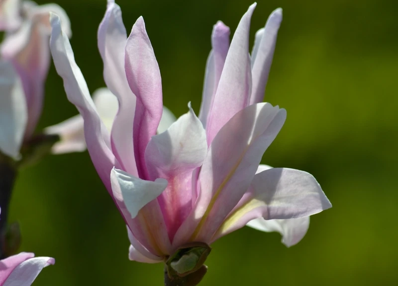 Nét đẹp nhẹ nhàng trong hoa mộc lan thanh lịch