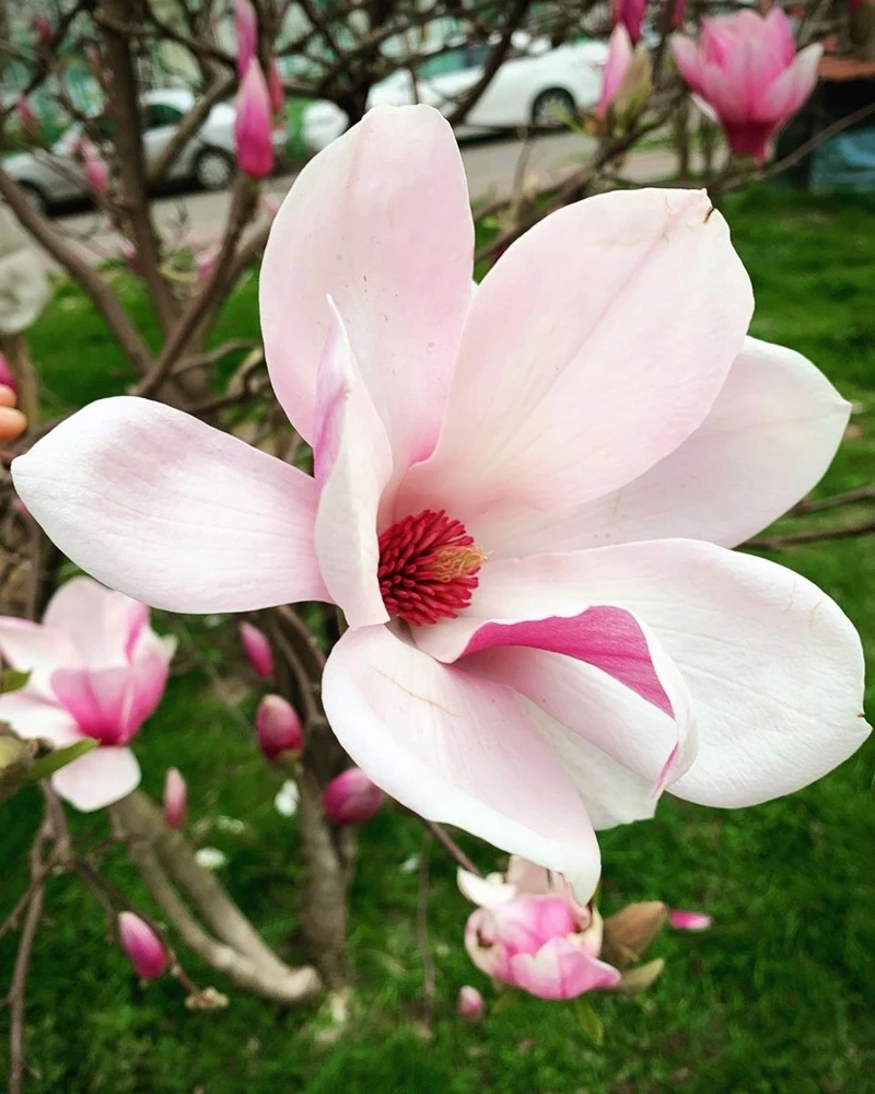 Vẻ đẹp tinh khiết của hoa mộc lan trắng