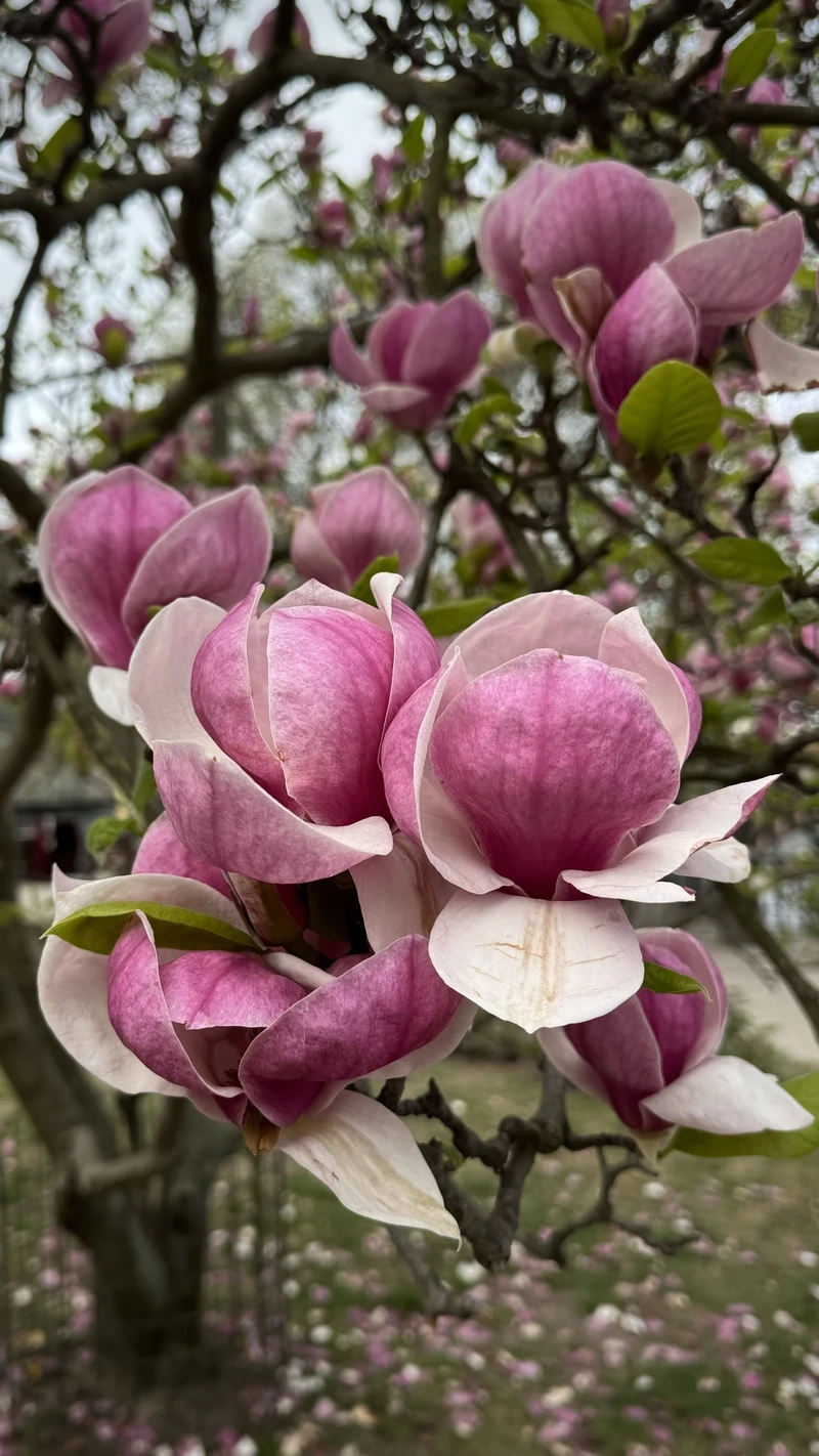 Mùa hoa rực rỡ với hoa mộc lan đẹp nhất