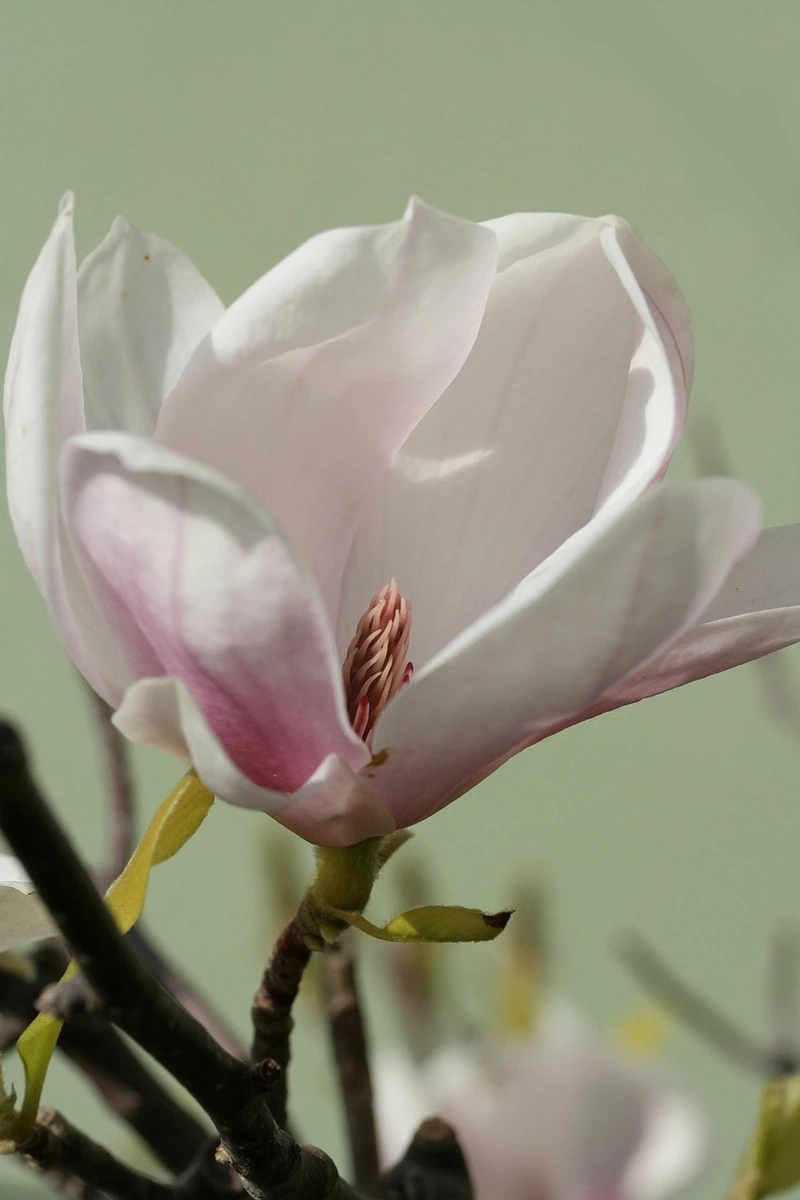 Vẻ đẹp quý hiếm của hoa mộc lan hiếm