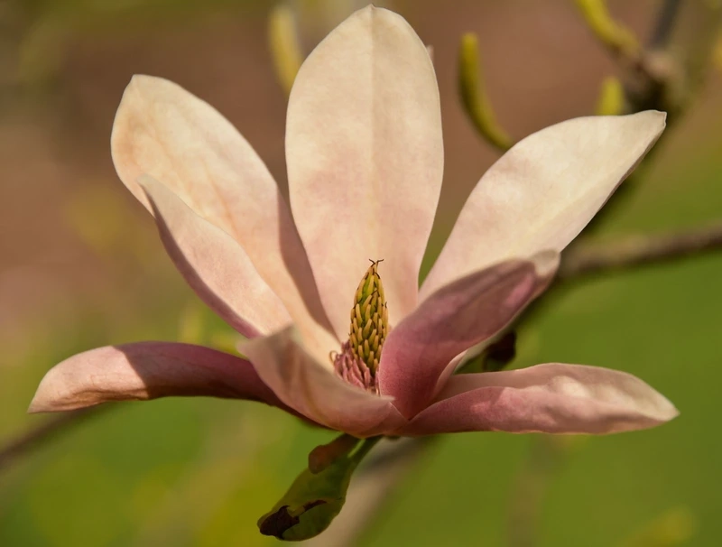 Chất lượng vượt trội từ hoa mộc lan chất lượng