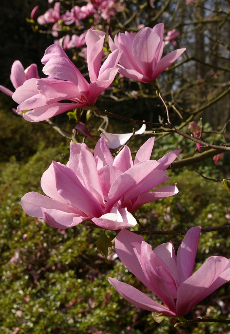 Điểm nhấn ảnh đẹp nhờ hoa mộc lan background