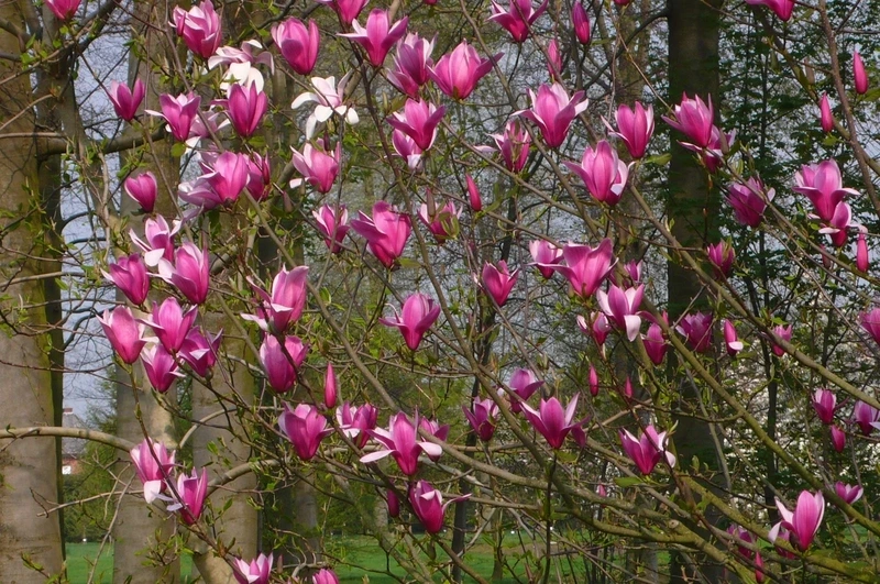 Nét đẹp dịu dàng của ảnh đẹp hoa mộc lan