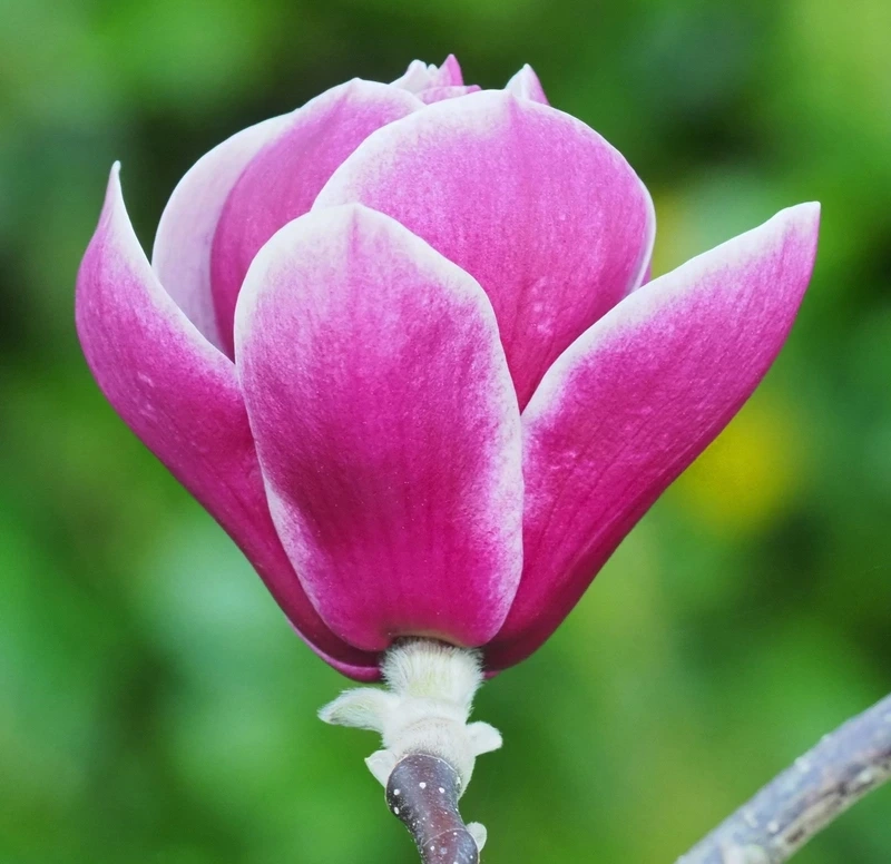 Vẻ thanh tao tỏa sáng từ hoa mộc lan đẹp