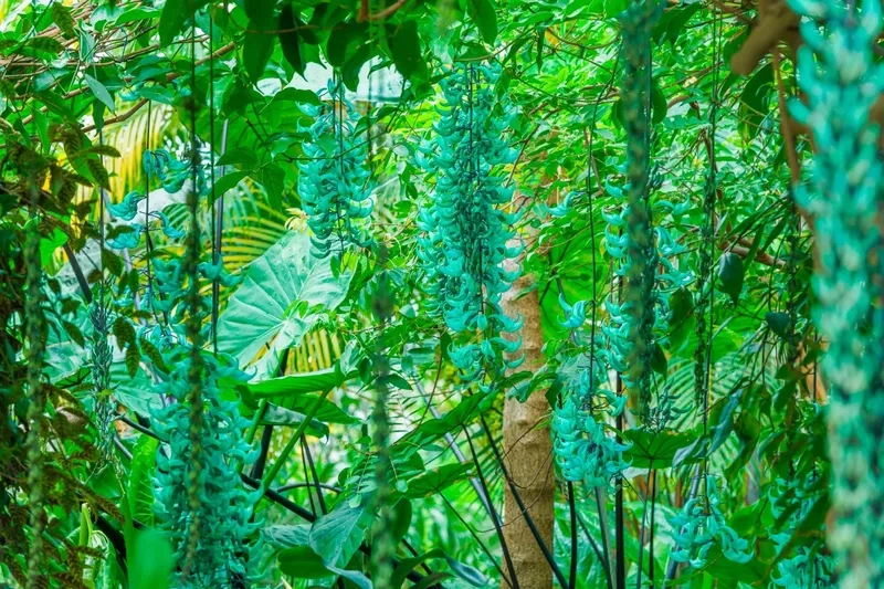 Trồng ngay cây hoa móng cọp làm cảnh