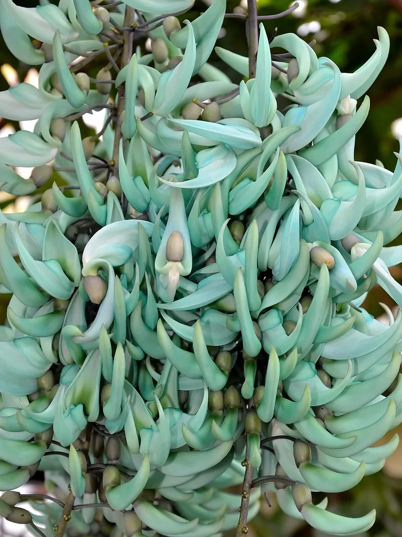 Chiêm ngưỡng hoa móng cọp xanh tuyệt đẹp