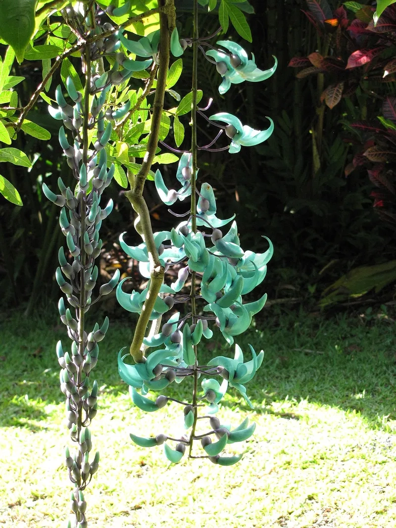 Hoa leo móng cọp tô điểm cho không gian