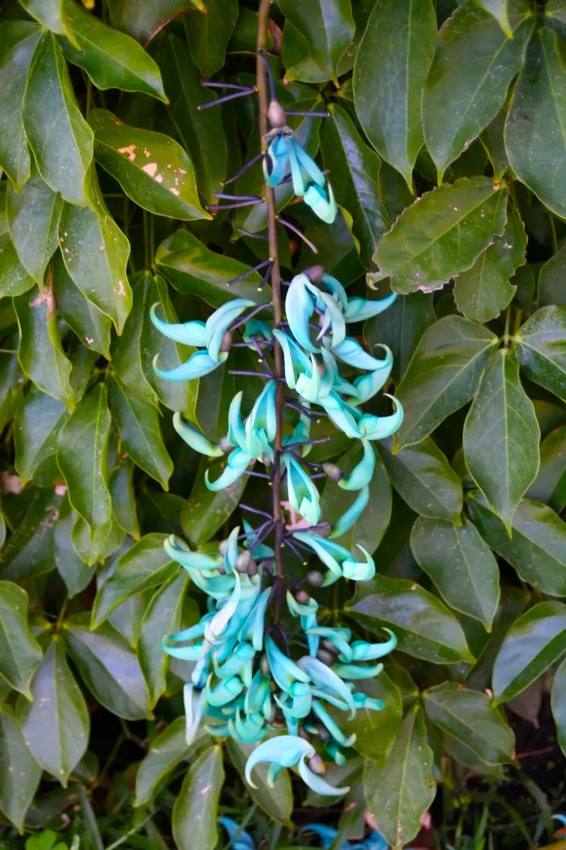 Sắc màu hoa móng cọp màu xanh đặc trưng