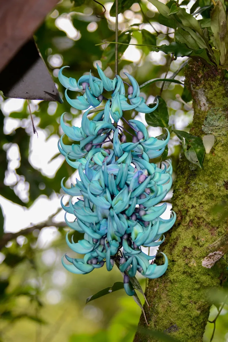 Hoa dây leo móng cọp tạo giàn che mát