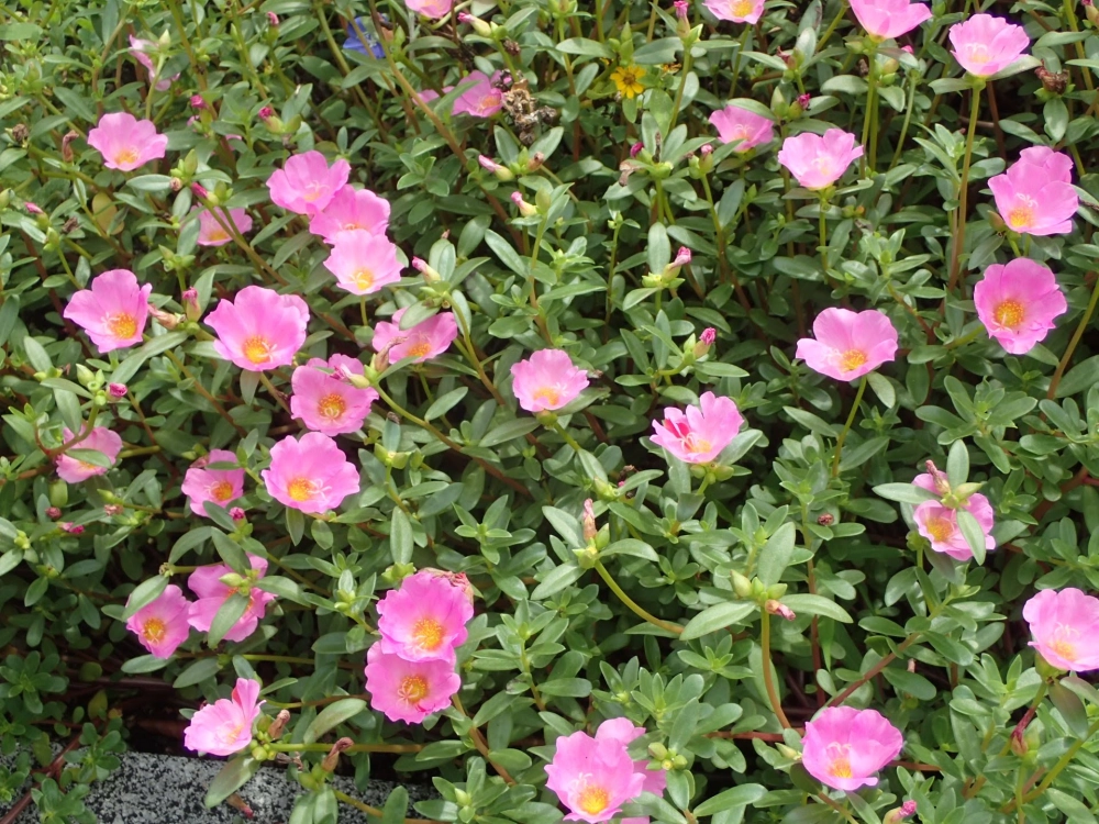 Ý nghĩa hoa mười giờ biểu tượng niềm vui trọn vẹn