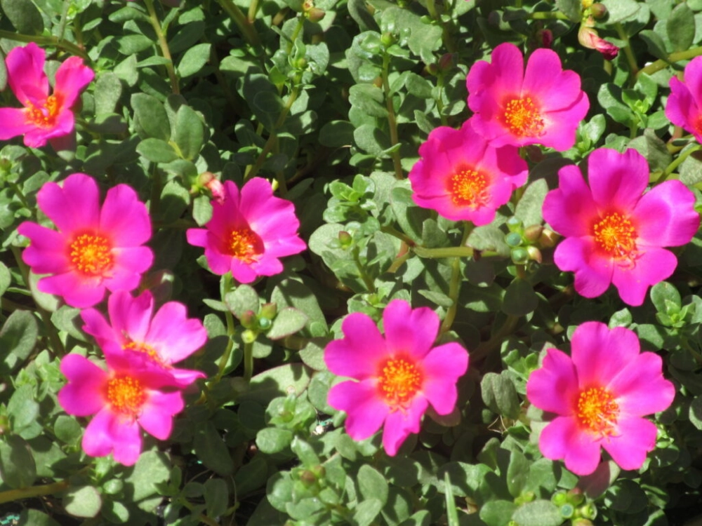 Hình ảnh hoa mười giờ thanh khiết nổi bật giữa nắng