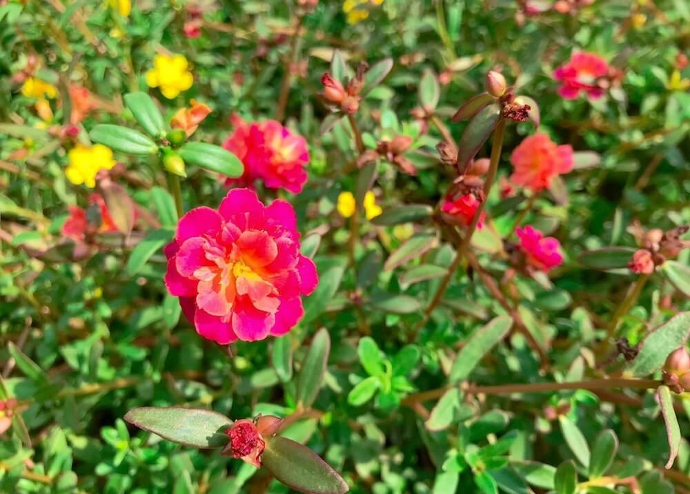 Hoa mười giờ đẹp cuốn hút mọi ánh nhìn dịu dàng