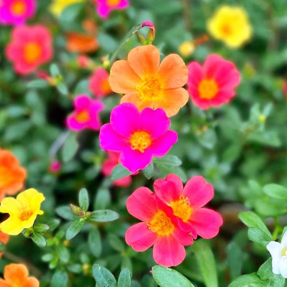 Hoa mười giờ hình nền mang vẻ đẹp tươi sáng tự nhiên