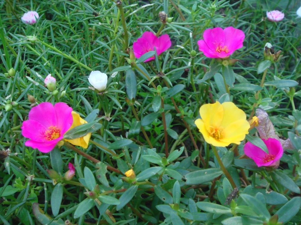 Hoa mười giờ lãng mạn như khúc nhạc ngọt ngào