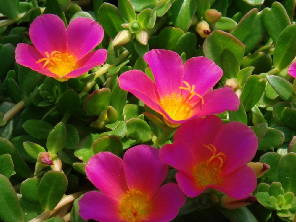 Hoa mười giờ mới nhất tươi sáng theo xu hướng hiện nay