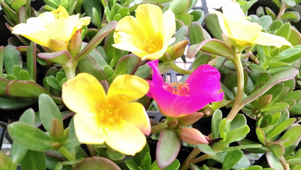 Hoa mười giờ rực rỡ nổi bật giữa nắng mai lung linh