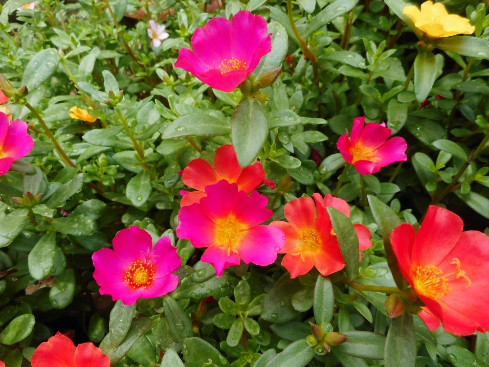 Hoa mười giờ ảnh đẹp lung linh mọi góc nhìn sáng tạo