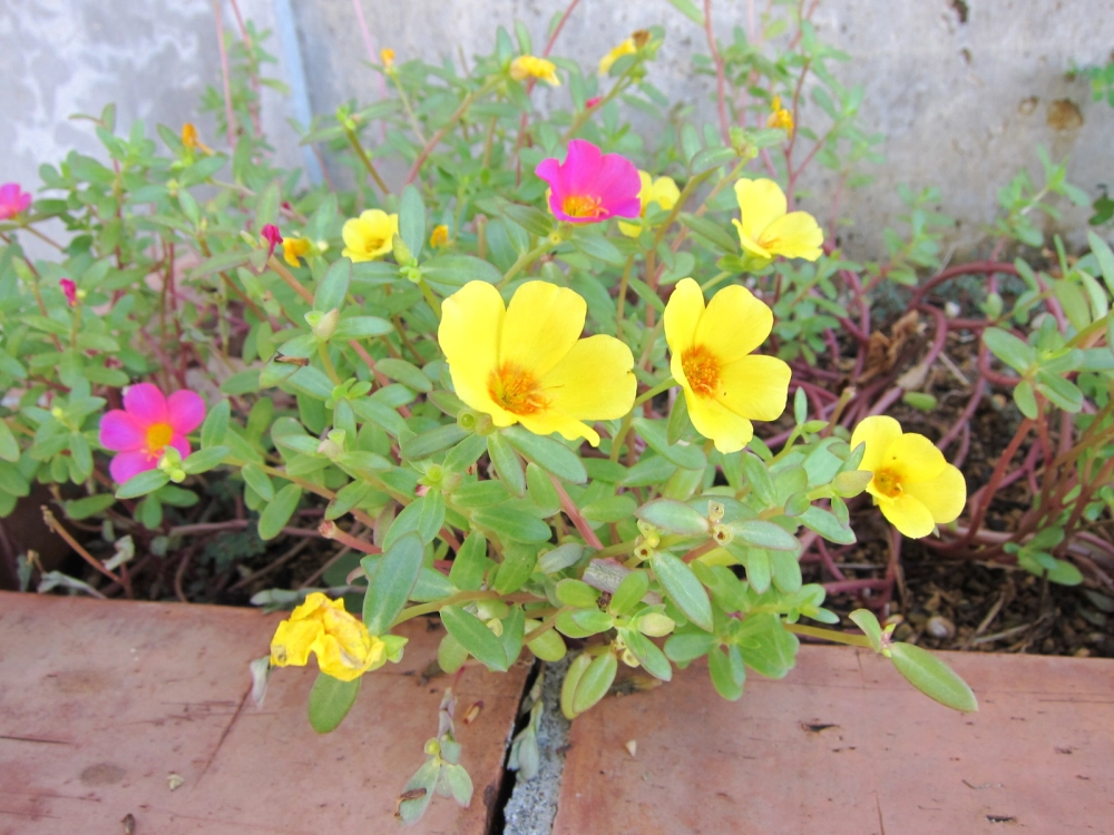 Hoa mười giờ trang trí làm bừng sáng không gian sống