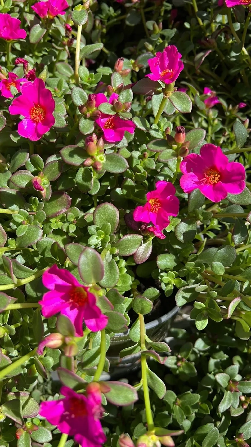 Hoa mười giờ 4K sắc nét từng chi tiết tinh xảo