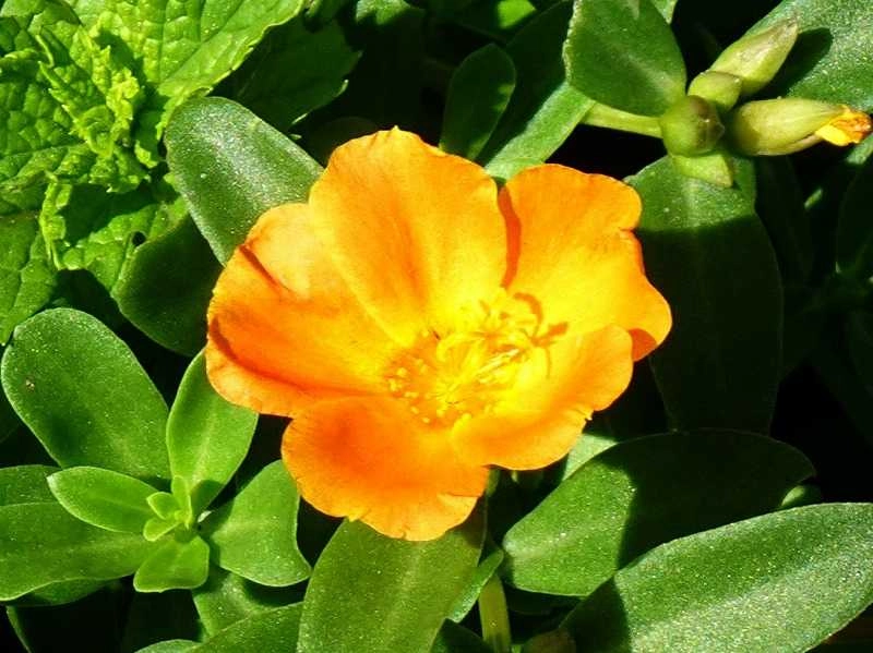 Hoa mười giờ Full HD sống động như đang nở trước mắt