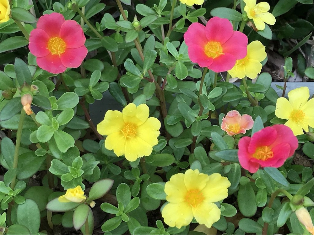 Hoa mười giờ độc đáo mang dấu ấn riêng khó quên