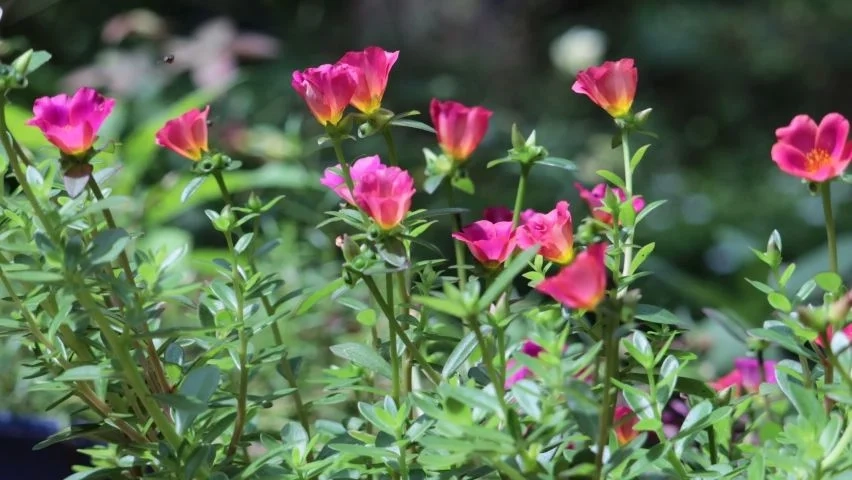 Hoa mười giờ buồn gợi nỗi niềm sâu lắng dịu dàng