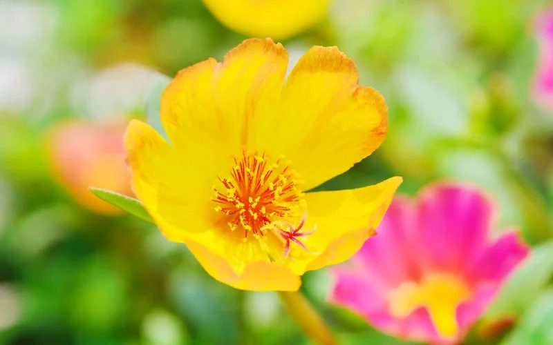 Hoa mười giờ phong cách thanh lịch sang trọng nhẹ nhàng